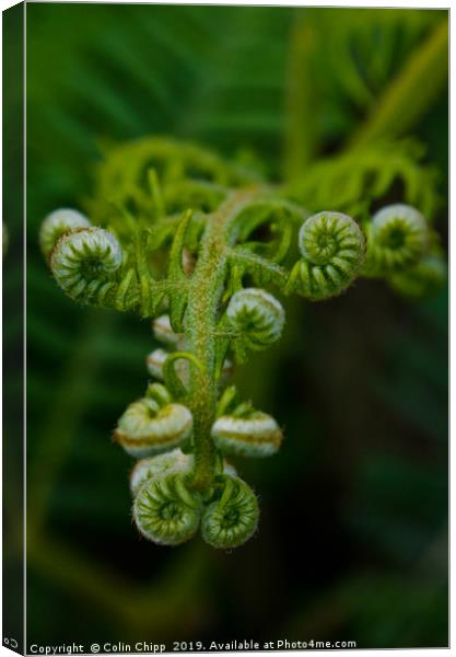 Hedgerow fern Canvas Print by Colin Chipp