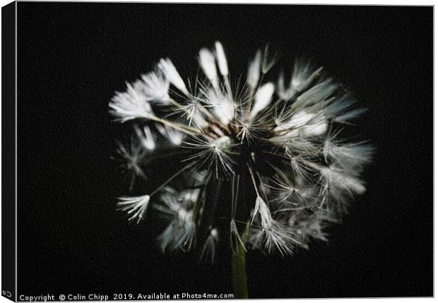 Soft focus dandelion Canvas Print by Colin Chipp
