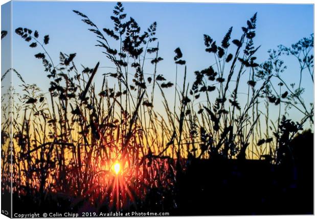 Silhouetted grasses Canvas Print by Colin Chipp