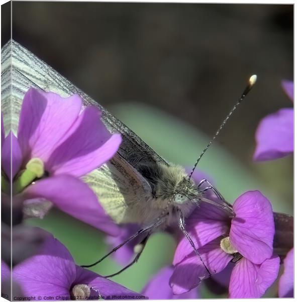 Butterfly feeding Canvas Print by Colin Chipp