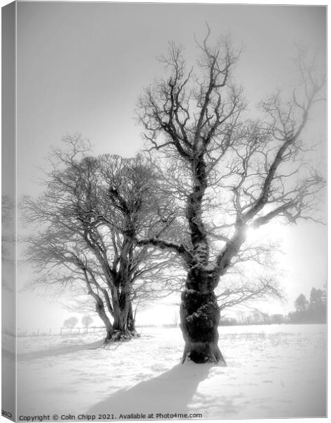 Winter trees Canvas Print by Colin Chipp