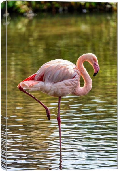 Greater Flamingo Canvas Print by Derek Beattie
