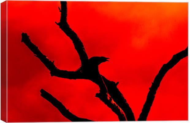 Crow Cawing on a Tree Abstract Canvas Print by Derek Beattie
