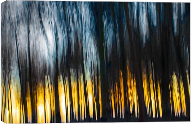 Forest Sunset in the Snow Canvas Print by Derek Beattie