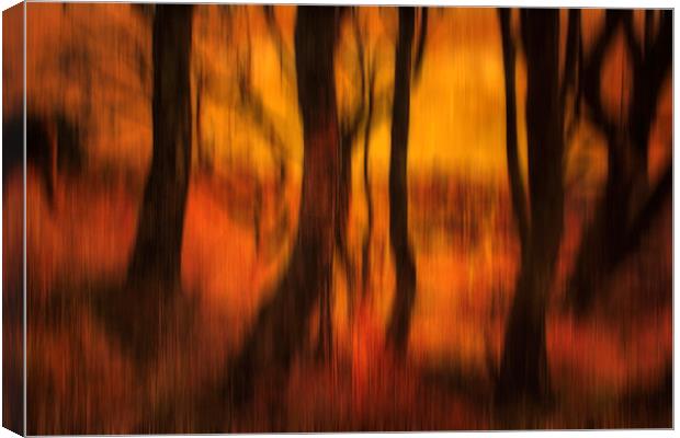 Forest at Dusk Canvas Print by Derek Beattie
