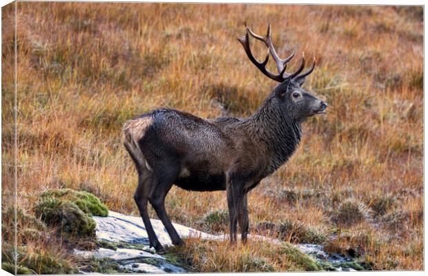 Red Deer Stag in Autumn Canvas Print by Derek Beattie