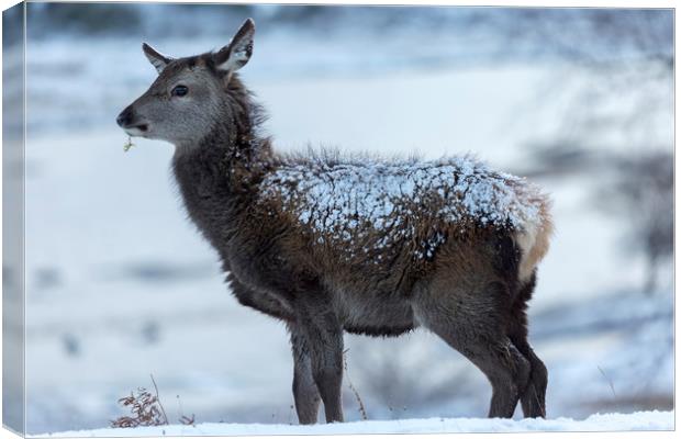 Red Deer Hind In The Snow Canvas Print by Derek Beattie