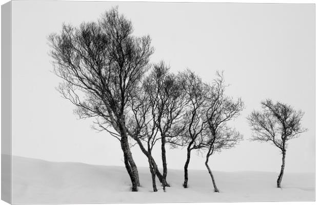 Winter Trees in a Field of Snow Canvas Print by Derek Beattie