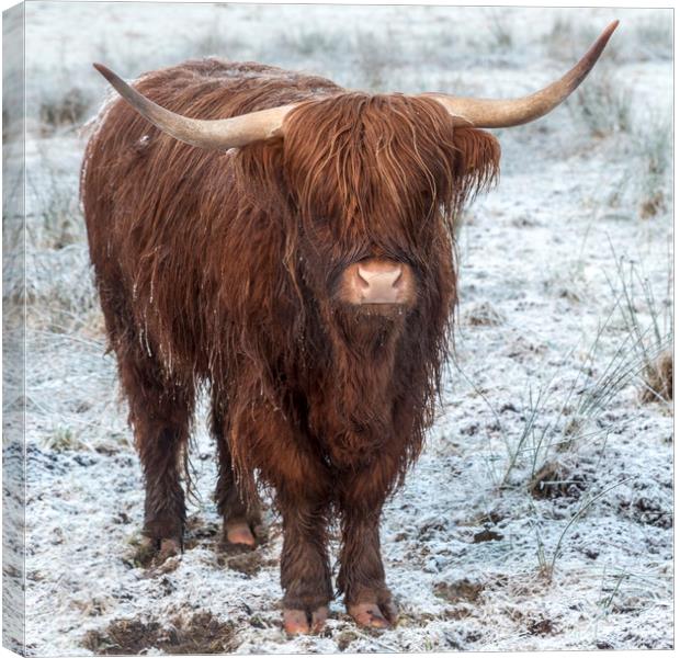 Highland Cow in the Snow Canvas Print by Derek Beattie