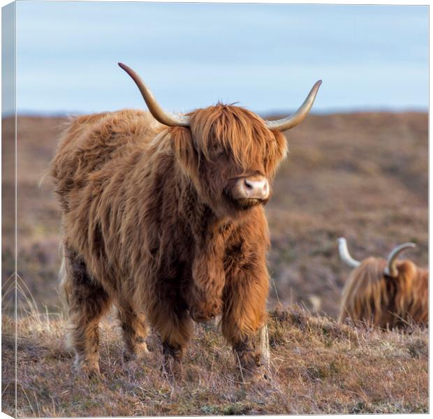 Scottish Highland Cows Canvas Print by Derek Beattie