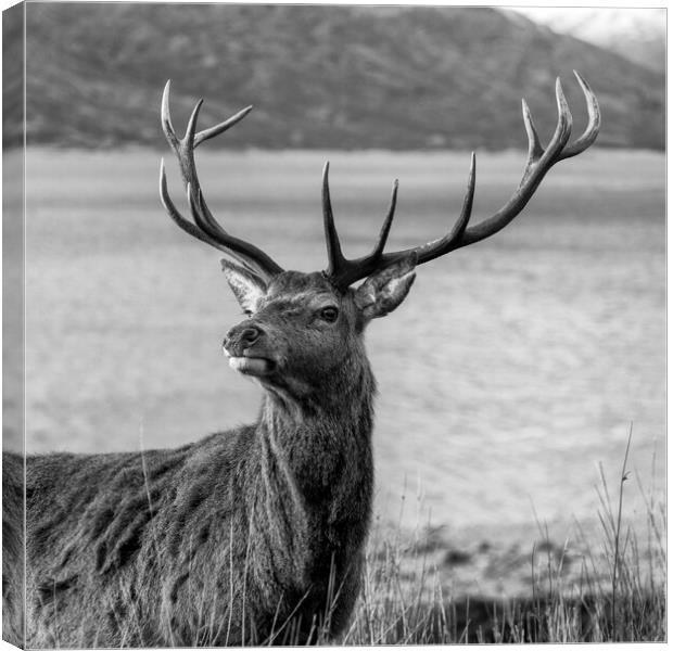 Royal Red Deer Stag in Scotland Canvas Print by Derek Beattie