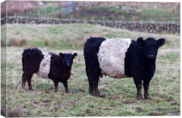 Belted Galloway Cow and Calf Canvas Print by Derek Beattie