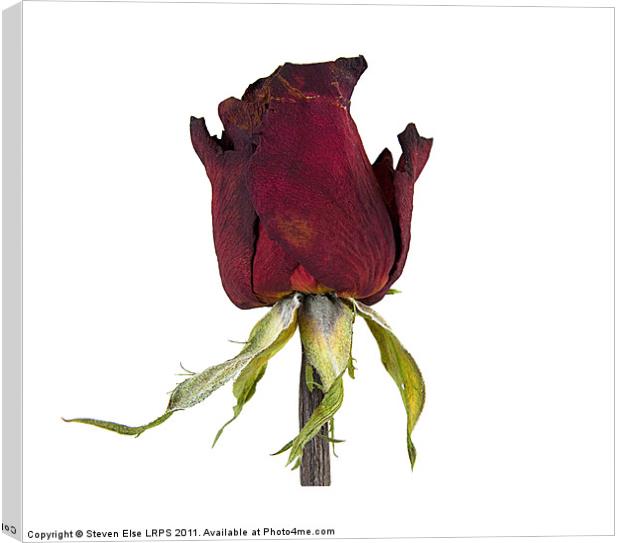 Dead Red Rose Canvas Print by Steven Else ARPS