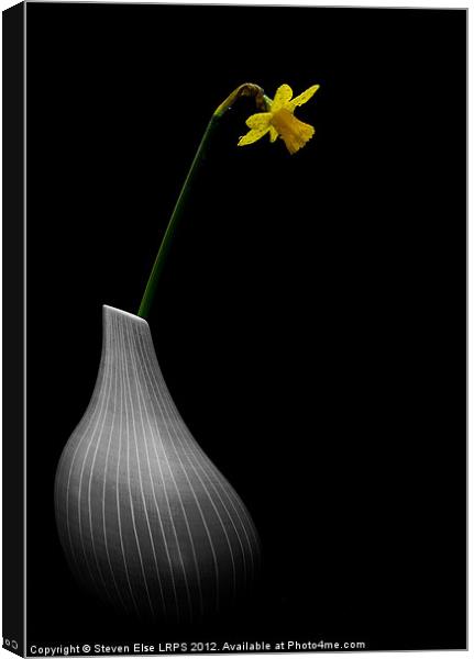 Wet Daffodil in Vase Canvas Print by Steven Else ARPS