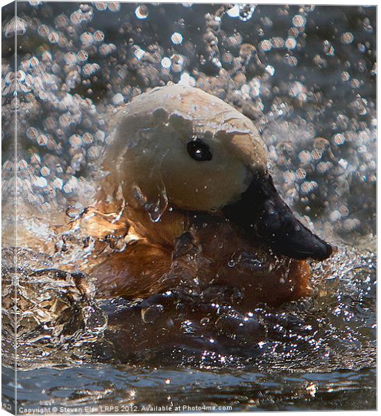 Splashing Duck Canvas Print by Steven Else ARPS