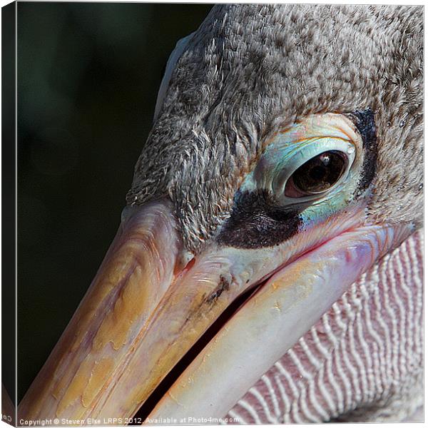 Closeup of a pelican eye Canvas Print by Steven Else ARPS