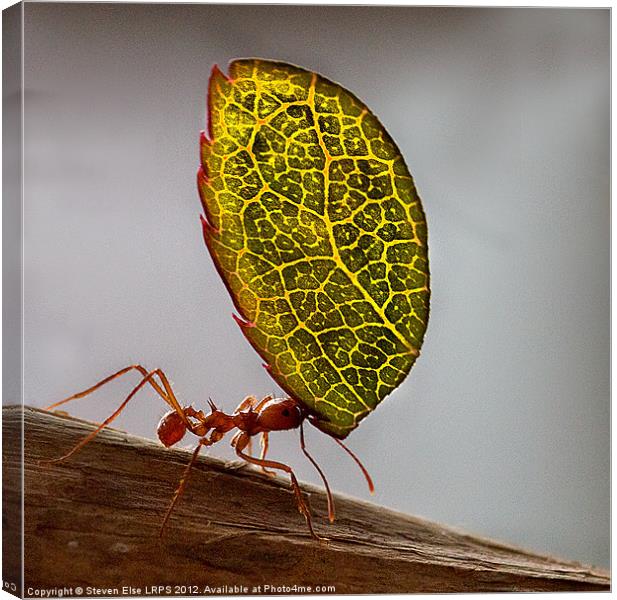 Ant carrying a leaf Canvas Print by Steven Else ARPS