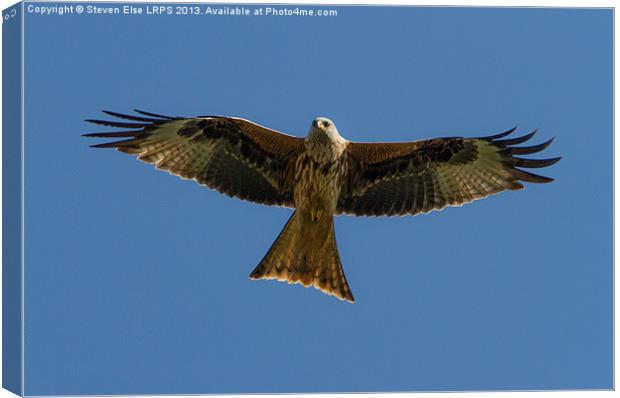 Red Kite in Flight Canvas Print by Steven Else ARPS