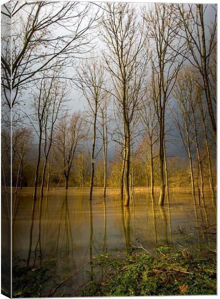 Flooded wood Canvas Print by Steven Else ARPS