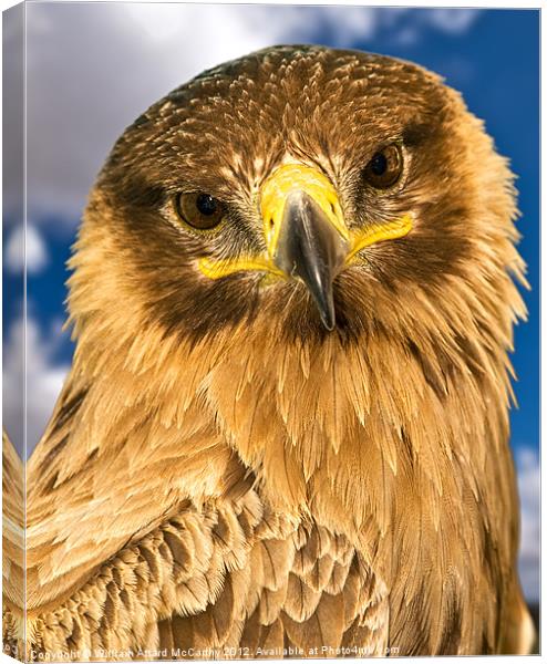 Portrait of a Raptor Canvas Print by William AttardMcCarthy