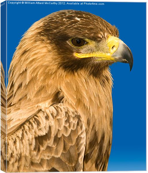 Portrait of a Raptor Canvas Print by William AttardMcCarthy