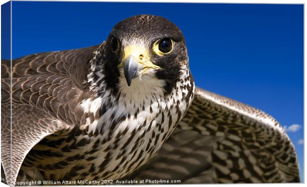 Airborne Hunt Canvas Print by William AttardMcCarthy