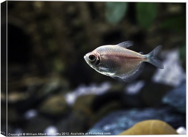 Freshwater Barb Canvas Print by William AttardMcCarthy