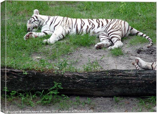 White Tiger Canvas Print by William AttardMcCarthy