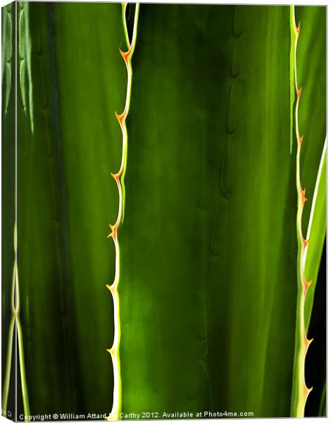 Aloe Abstract Canvas Print by William AttardMcCarthy