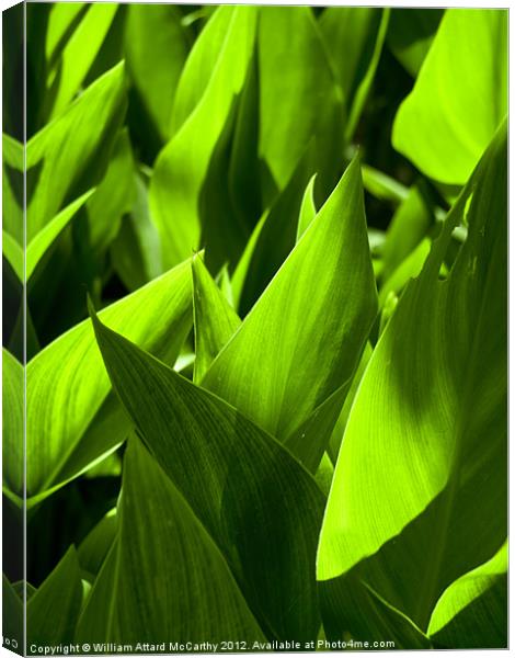 Flames of Green Canvas Print by William AttardMcCarthy