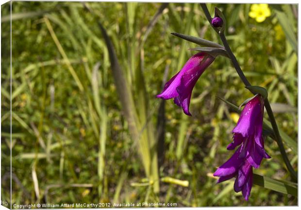 Gladiolus Italicus Canvas Print by William AttardMcCarthy