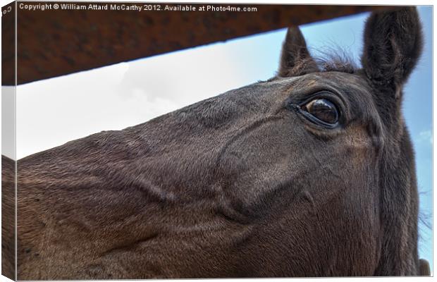 Horsing Around Canvas Print by William AttardMcCarthy