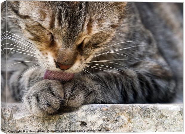 Time for a Manicure Canvas Print by William AttardMcCarthy