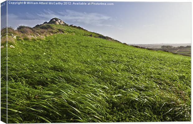 Windswept Canvas Print by William AttardMcCarthy