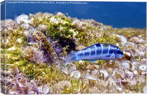 Blue Peacock Wrasse and Blenny Canvas Print by William AttardMcCarthy