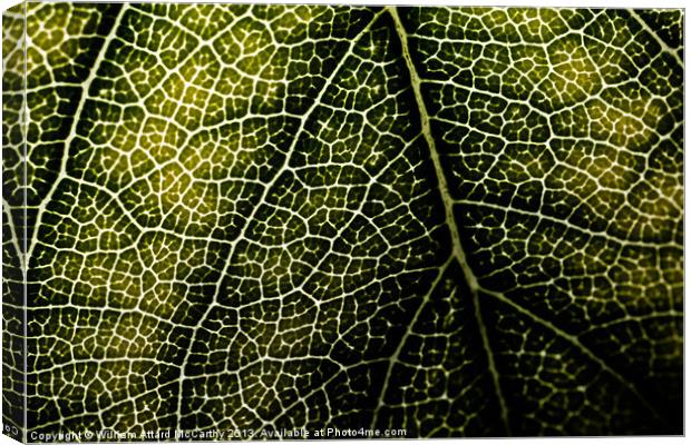 Leaf Backdrop Canvas Print by William AttardMcCarthy