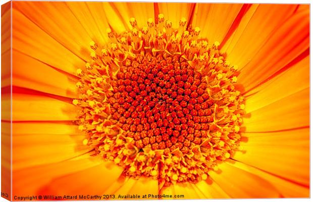 A Bed of Sunshine Canvas Print by William AttardMcCarthy