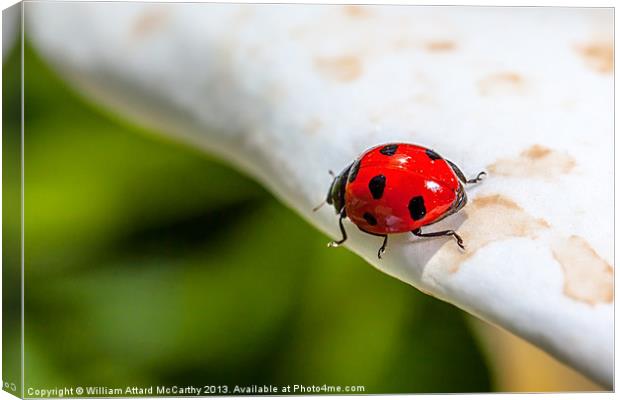 Ladybird Canvas Print by William AttardMcCarthy