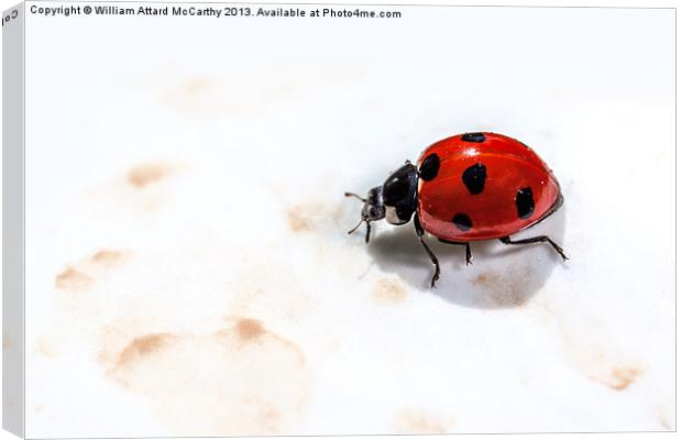 Ladybird Canvas Print by William AttardMcCarthy