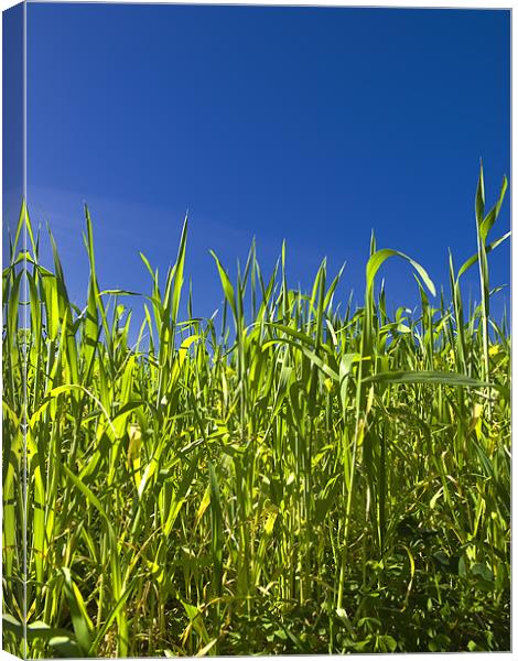 Grass and Sky Canvas Print by William AttardMcCarthy