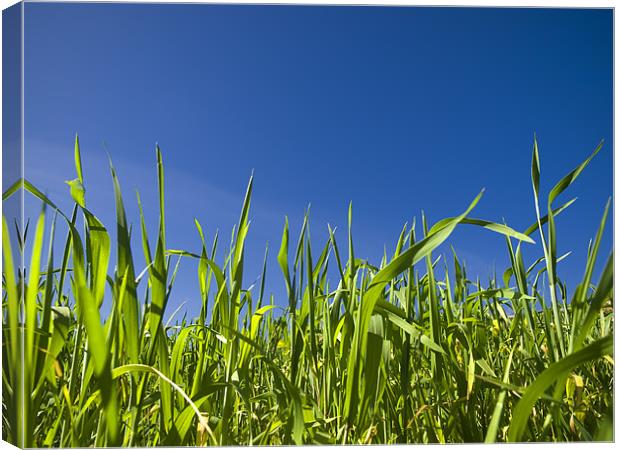 Grass and Sky Canvas Print by William AttardMcCarthy