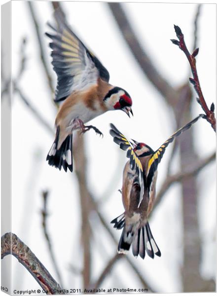 Fighting finches Canvas Print by Carl Shellis