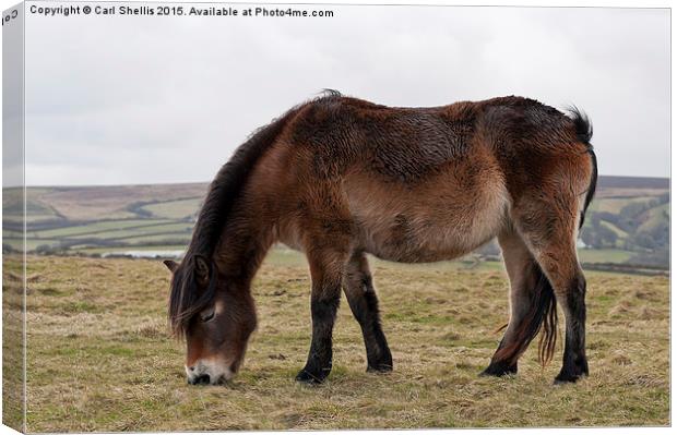  Exmoor pony grazing Canvas Print by Carl Shellis