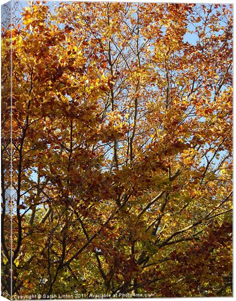 Autumn Leaves Canvas Print by Sarah Osterman