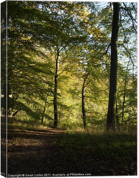 Beech Forest 2 Canvas Print by Sarah Osterman