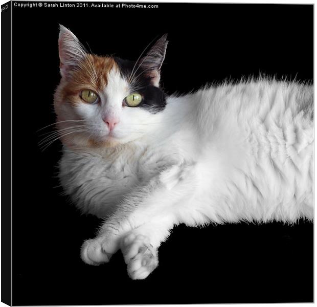 Calico Cat on Black Canvas Print by Sarah Osterman