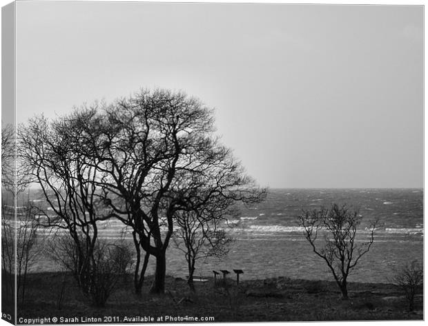 Coastal Trees in Monochrome Canvas Print by Sarah Osterman