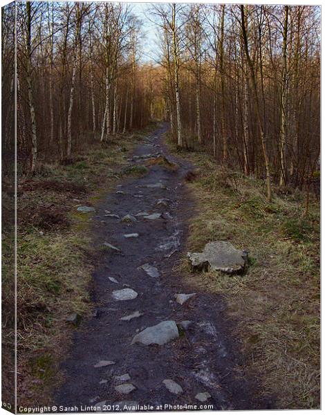 Path through the forest Canvas Print by Sarah Osterman