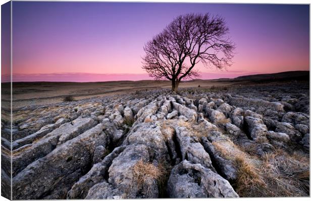 The Lone Tree Canvas Print by Gary Mather