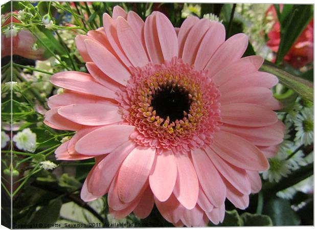 Pink Gerbera Daisy with dark center Canvas Print by Lorette  Severson 